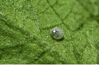 物種:Spalgis epeus dilama 攝影:林信宗