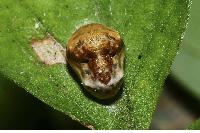 物種:Spalgis epeus dilama 攝影:林信宗