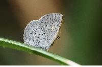 物種:Spalgis epeus dilama 攝影:林信宗